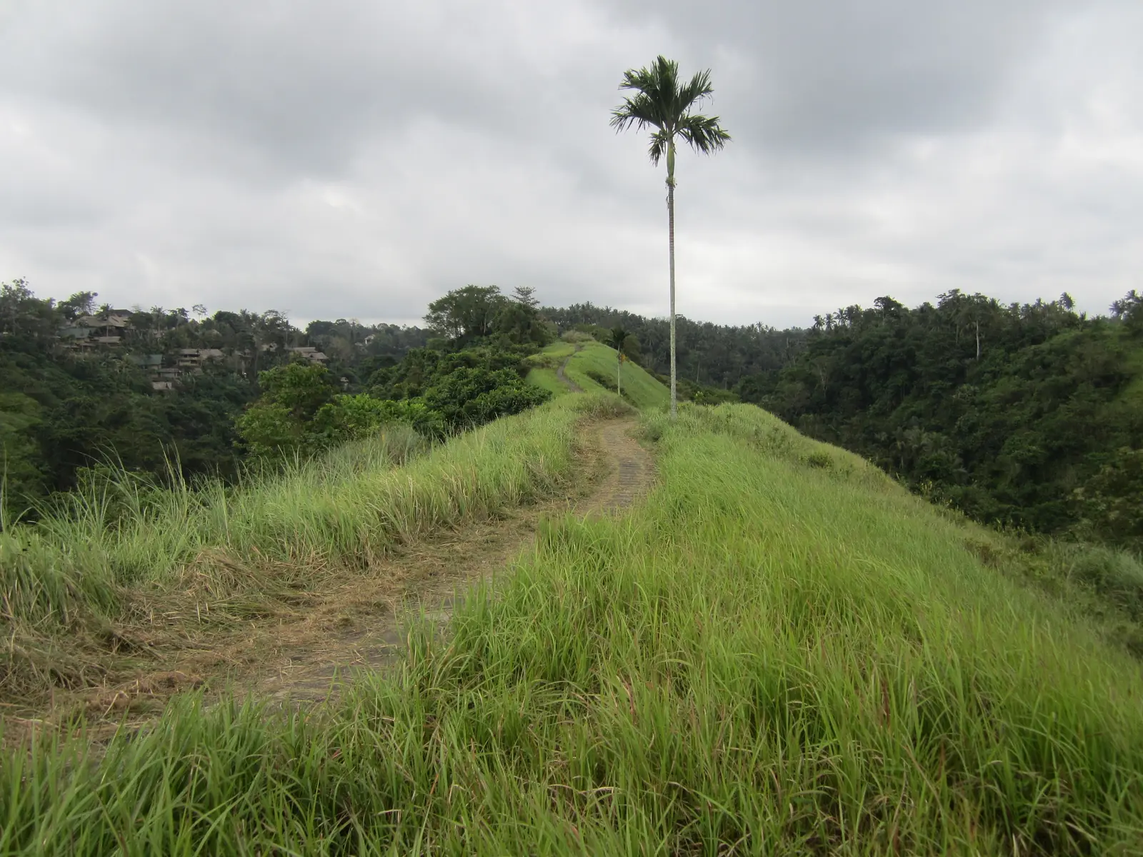 Jalur tanah di punggung bukit Campuhan, dikelilingi rumput hijau dan sebuah pohon kelapa
